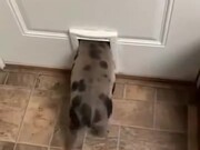 Pig Vs Tight Pet Door