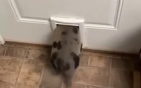 Pig Vs Tight Pet Door - Animals - VIDEOTIME.COM