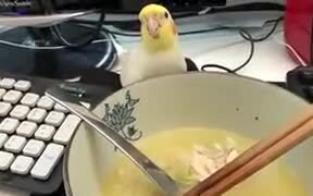 A Cockatiel Wants To Drink Human's Soup - Animals - VIDEOTIME.COM
