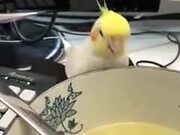 A Cockatiel Wants To Drink Human's Soup