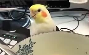 A Cockatiel Wants To Drink Human's Soup - Animals - VIDEOTIME.COM