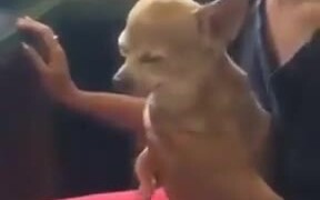 Animals Love Scratching By Humans - Animals - VIDEOTIME.COM