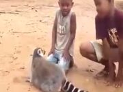 Animals Love Scratching By Humans