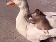 Duck And Fluffy Little Puppy