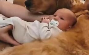 Baby Only Wants To Sleep On Doggo's Lap - Animals - VIDEOTIME.COM