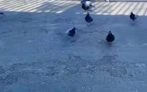 Who Knew Pigeons Are The Ultimate Symbol Of Cool?! - Animals - VIDEOTIME.COM