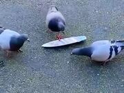 Who Knew Pigeons Are The Ultimate Symbol Of Cool?!