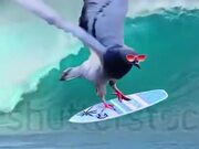 Who Knew Pigeons Are The Ultimate Symbol Of Cool?!