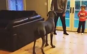 Big Doggo Copies Daddy - Animals - VIDEOTIME.COM