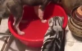 Cat Scolds Dog Like A Mother - Animals - VIDEOTIME.COM