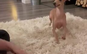 Cute Doggo Does The Tippy Toes - Animals - VIDEOTIME.COM