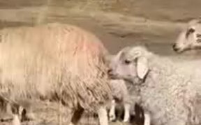 The Most Photogenic Sheep Ever - Animals - VIDEOTIME.COM