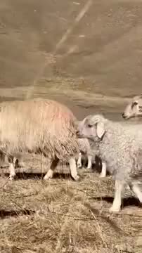 The Most Photogenic Sheep Ever