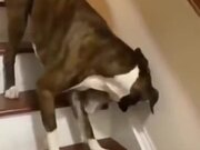 Dog Guides It's Blind Dog Friend Down The Stairs
