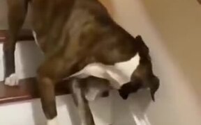 Dog Guides It's Blind Dog Friend Down The Stairs - Animals - VIDEOTIME.COM