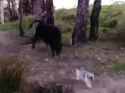 Tiny Dog Shows Big Bull Who's Boss!