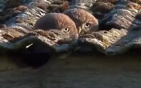 Spy Owls On The Job - Animals - VIDEOTIME.COM