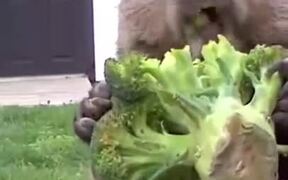 Does Broccoli Really Taste Good? - Animals - Videotime.com