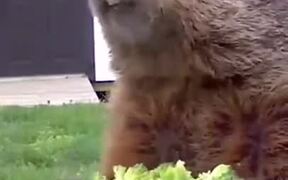 Does Broccoli Really Taste Good? - Animals - VIDEOTIME.COM