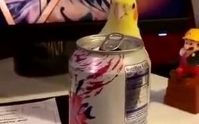 Yellowbird Playing Peekaboo - Animals - VIDEOTIME.COM