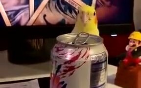Yellowbird Playing Peekaboo - Animals - VIDEOTIME.COM