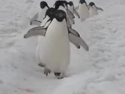 The Road Where Penguins March Past