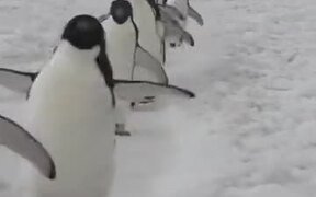 The Road Where Penguins March Past - Animals - VIDEOTIME.COM