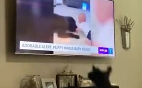 When Your Dog Loves Watching TV - Animals - VIDEOTIME.COM