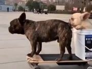 Two Dogs Enjoying Electric Skateboard