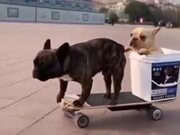 Two Dogs Enjoying Electric Skateboard