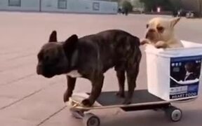 Two Dogs Enjoying Electric Skateboard - Animals - VIDEOTIME.COM