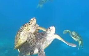 Sea Turtle Swimming Together - Animals - VIDEOTIME.COM