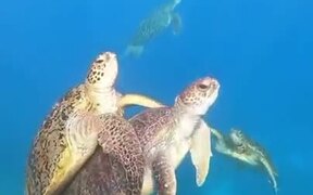 Sea Turtle Swimming Together - Animals - VIDEOTIME.COM