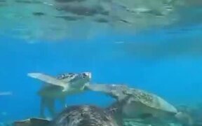 Sea Turtle Swimming Together