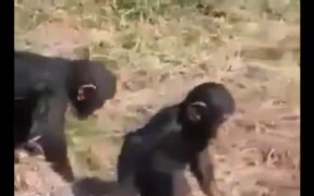 Compilation Of Funny Videos