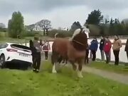 Horse Rescuing A Car