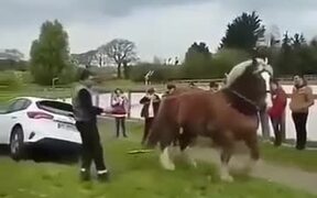 Horse Rescuing A Car - Animals - VIDEOTIME.COM