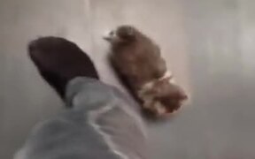 Kitten Climbing A Human - Animals - VIDEOTIME.COM