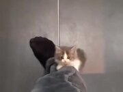 Kitten Climbing A Human