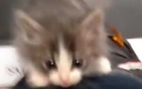 Kitten Climbing A Human - Animals - VIDEOTIME.COM