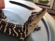 Baby Crocodile Loves A Massage