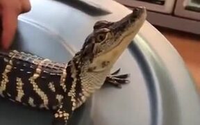 Baby Crocodile Loves A Massage - Animals - VIDEOTIME.COM