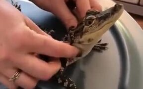 Baby Crocodile Loves A Massage - Animals - VIDEOTIME.COM