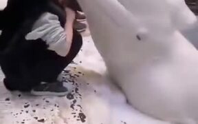 A White Beluga Whale Kissing A Girl - Animals - VIDEOTIME.COM
