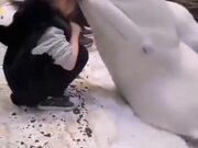 A White Beluga Whale Kissing A Girl