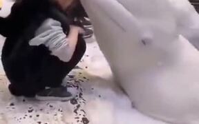 A White Beluga Whale Kissing A Girl - Animals - VIDEOTIME.COM