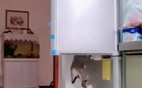 Cats Are The Biggest Thieves Ever! - Animals - VIDEOTIME.COM