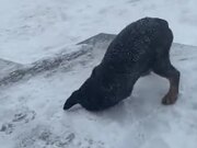 Puppy's First Ever Snowfall