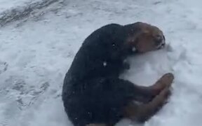 Puppy's First Ever Snowfall - Animals - VIDEOTIME.COM