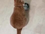 Looks Like This Cat Wants Food